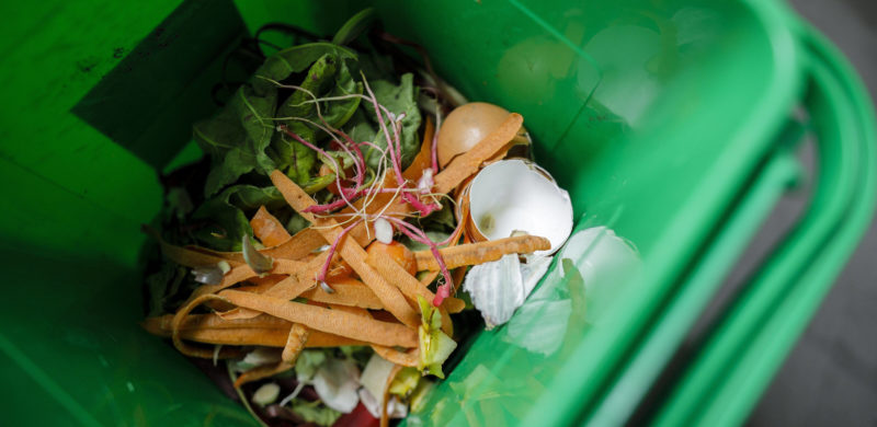 3 Verschiedene Tropische Zimmerpflanzen - BIOLAND Qualität Raritäten