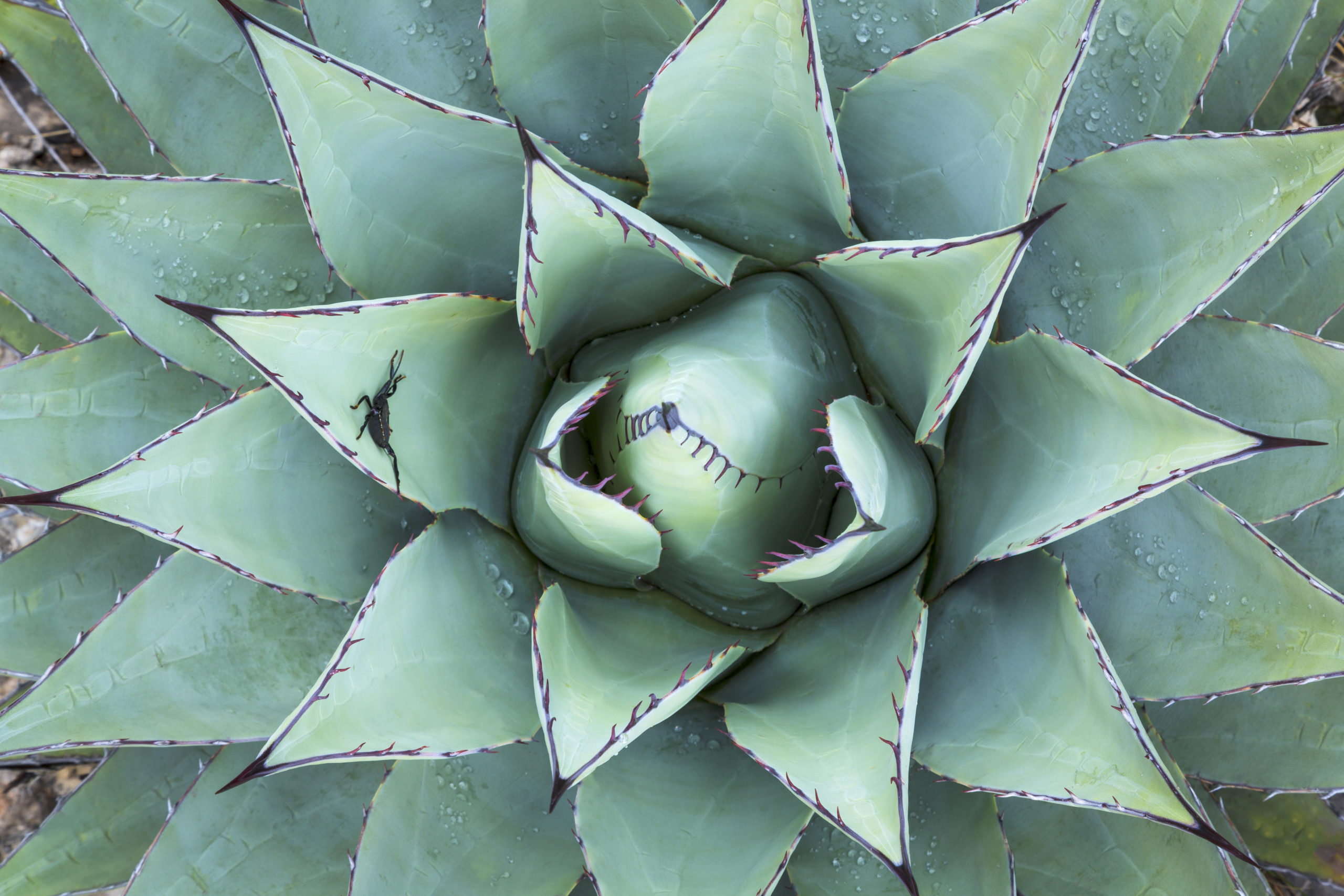 Bioethanol: Warum die Agave das bessere Zuckerrohr ist | Good Impact